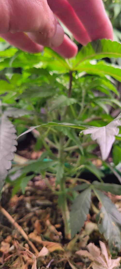 Gary Sherbet. Week 5