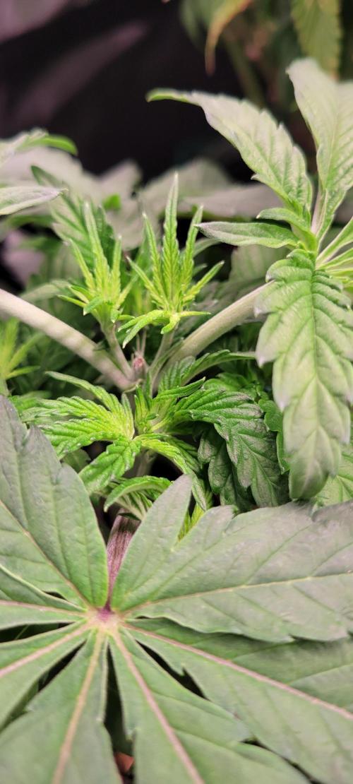 Gary Sherbet. Week 5