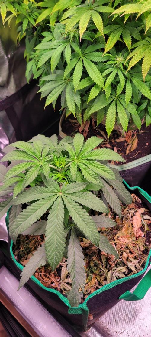 Gary Sherbet. Week 5