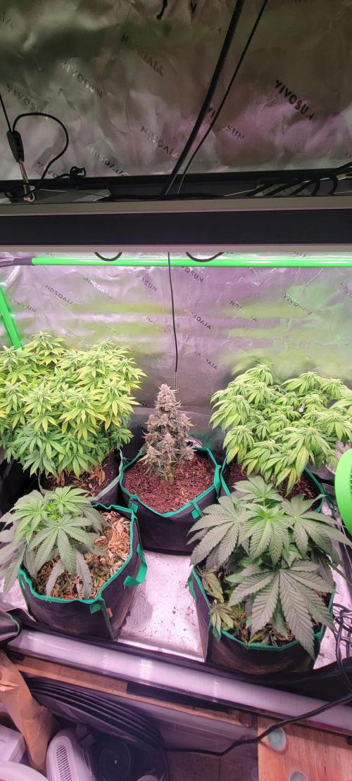 Gary Sherbet. Week 5