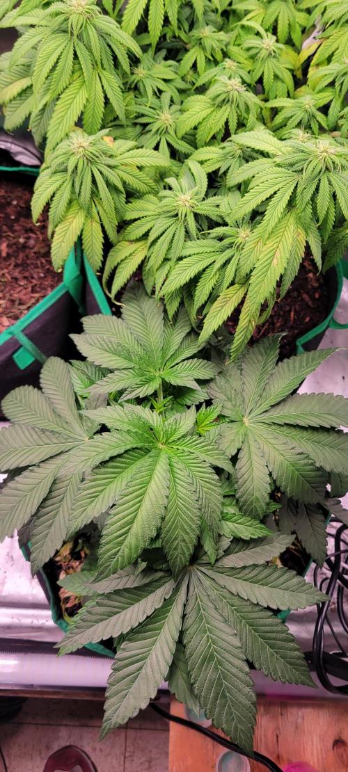 Z42 #2. Week 5