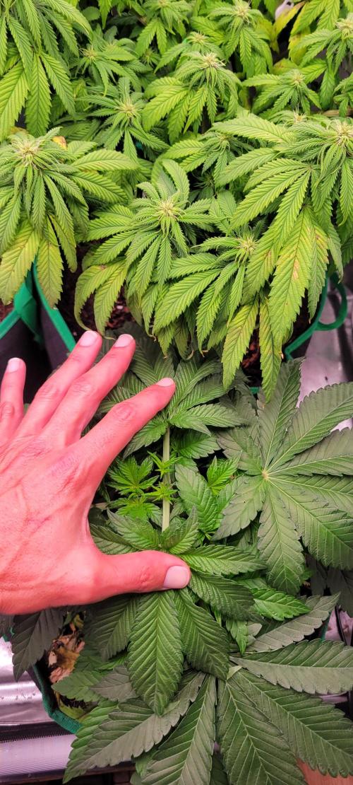Z42 #2. Week 5