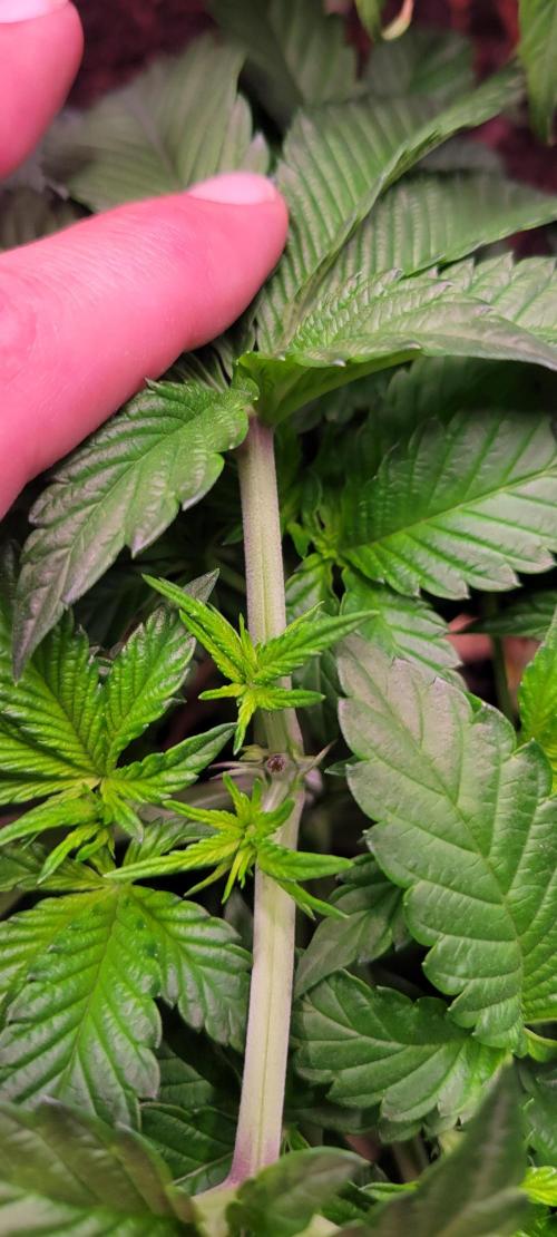 Z42 #2. Week 5