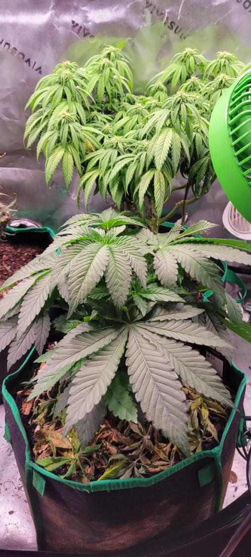 Z42 #2. Week 5