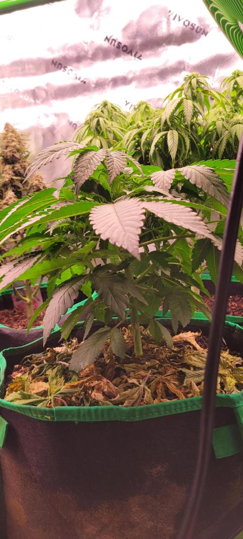 Z42 #2. Week 5