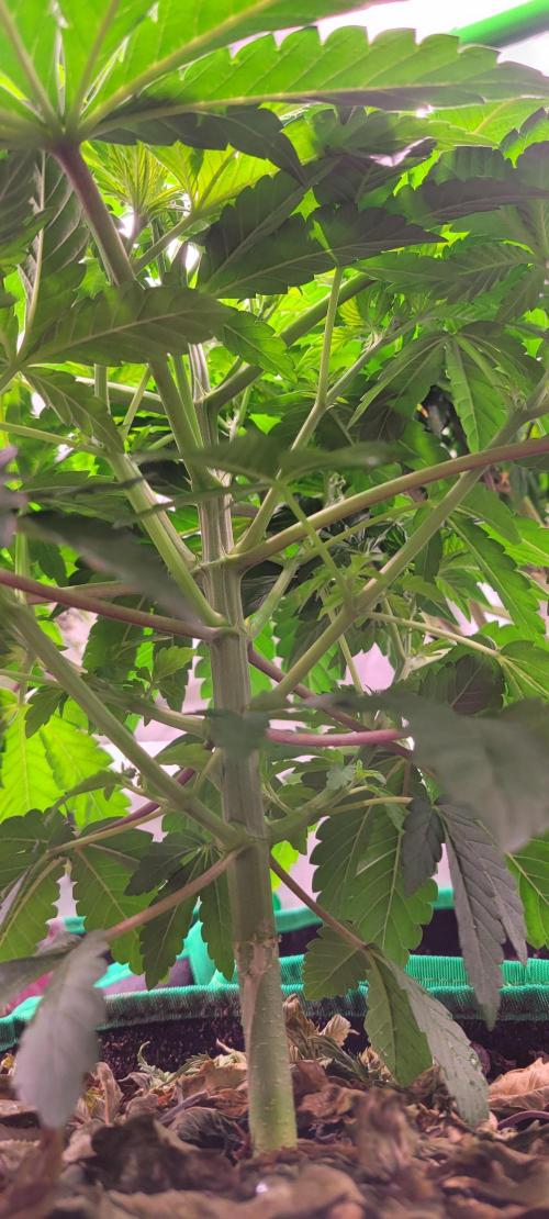 Z42 #2. Week 5
