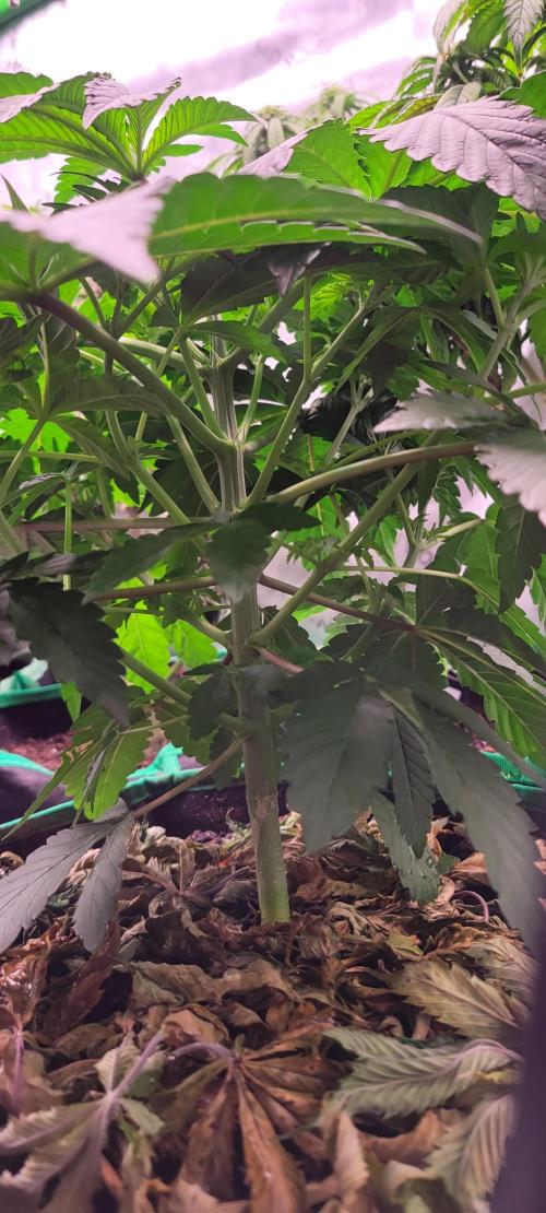 Z42 #2. Week 5