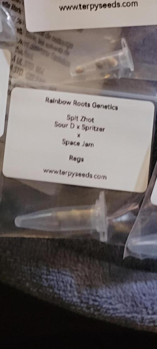 Spit Shot. Week 4