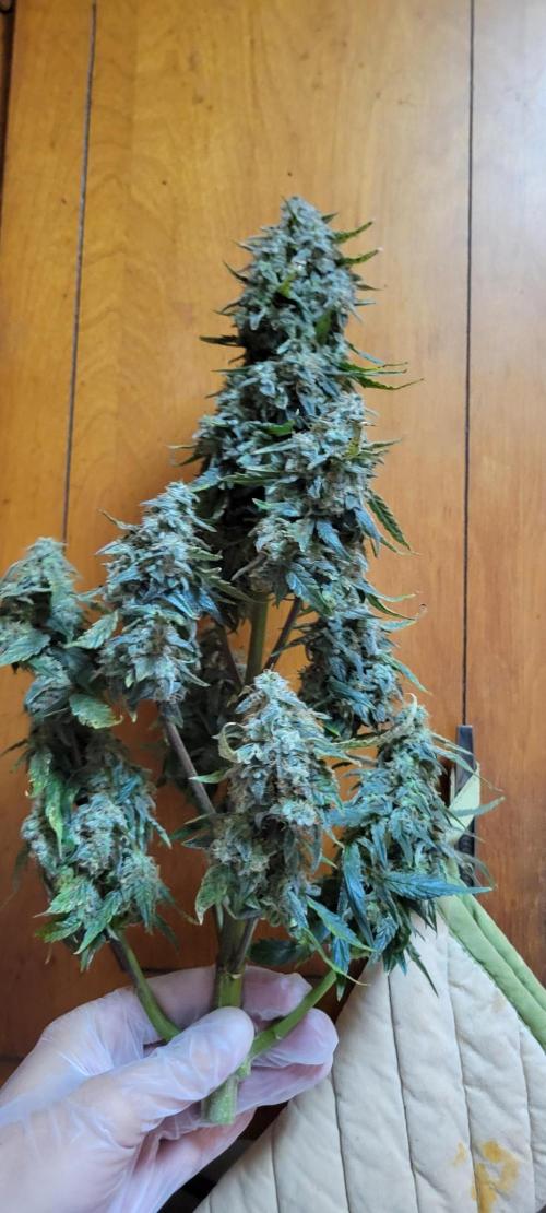 Runtz F1. Week 9