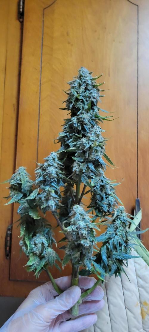 Runtz F1. Week 9
