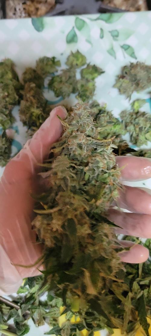 Runtz F1. Week 9