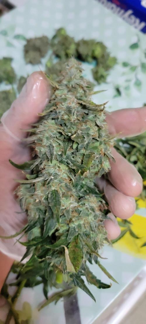 Runtz F1. Week 9