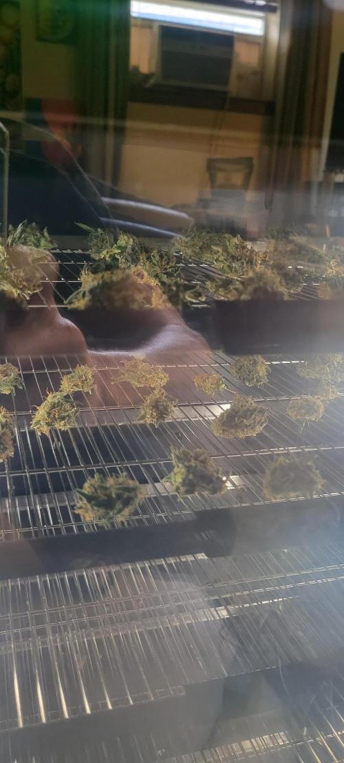 Runtz F1. Week 9