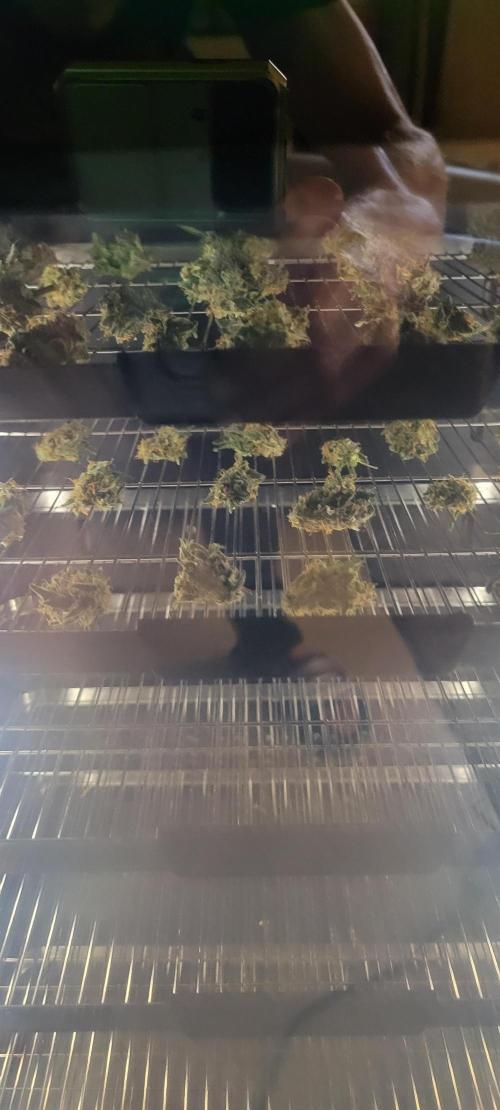 Runtz F1. Week 9
