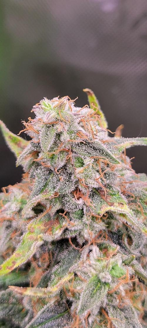 Runtz F1. Week 9