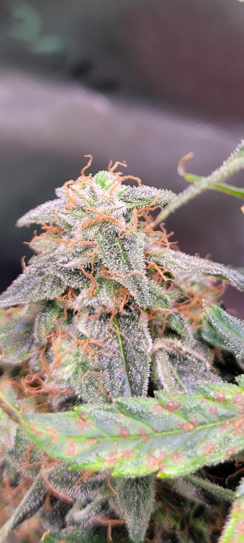 Runtz F1. Week 9