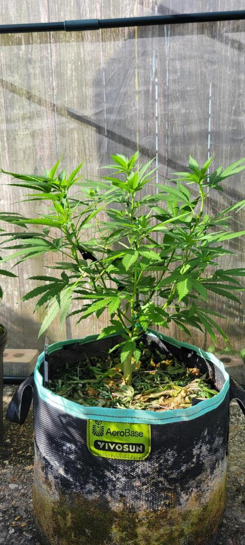 Spit Shot. Week 6