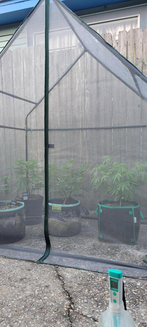 Z42 FB. Week 9