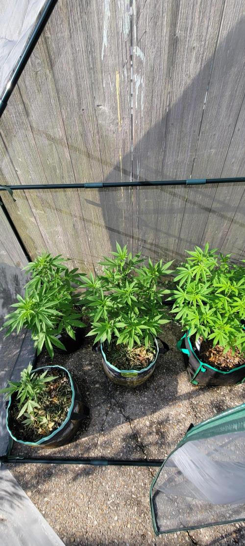 Z42 FB. Week 9