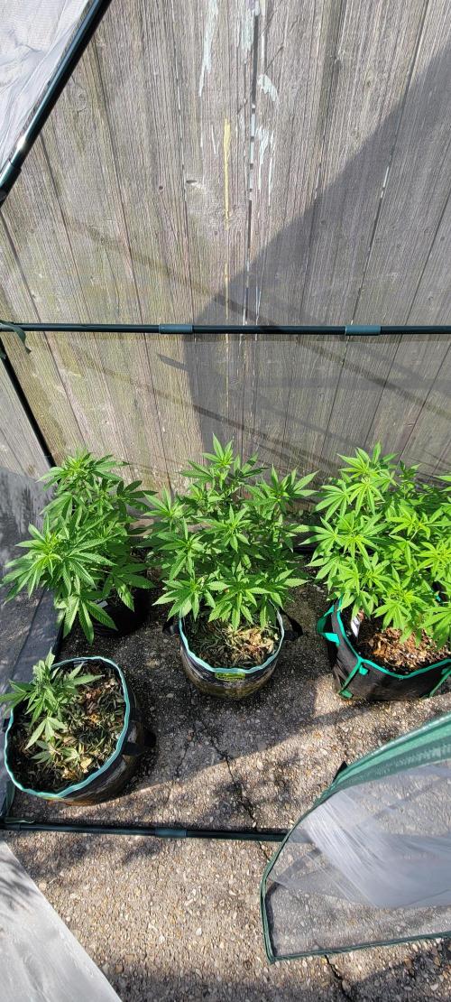 Z42 FB. Week 9