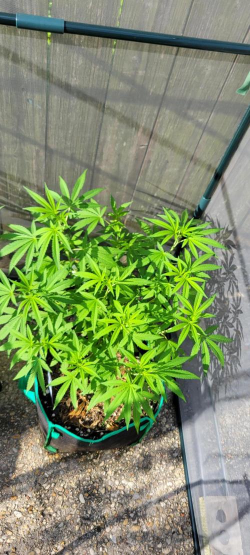 Z42 FB. Week 9