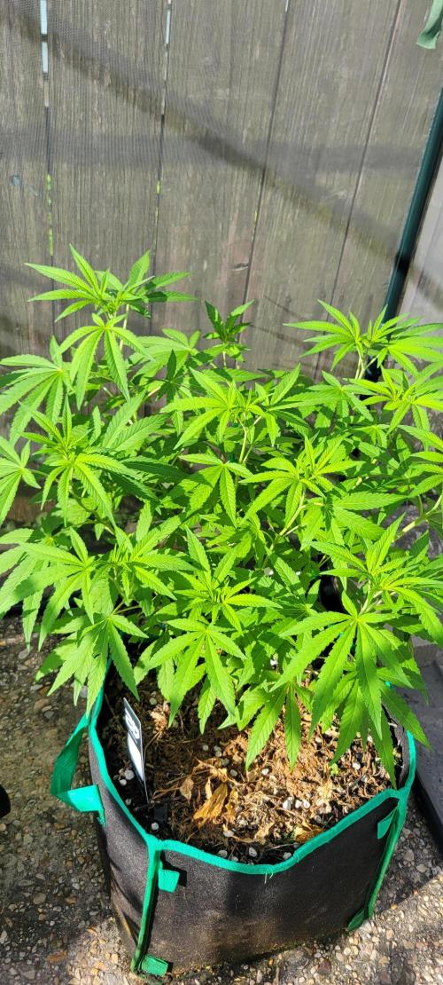 Z42 FB. Week 9