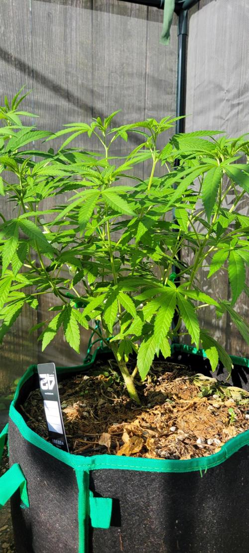 Z42 FB. Week 9