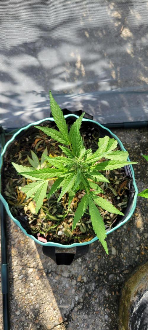 Lemon Cherry Sundae. Week 6