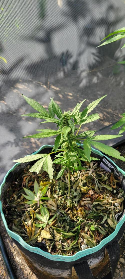 Lemon Cherry Sundae. Week 6