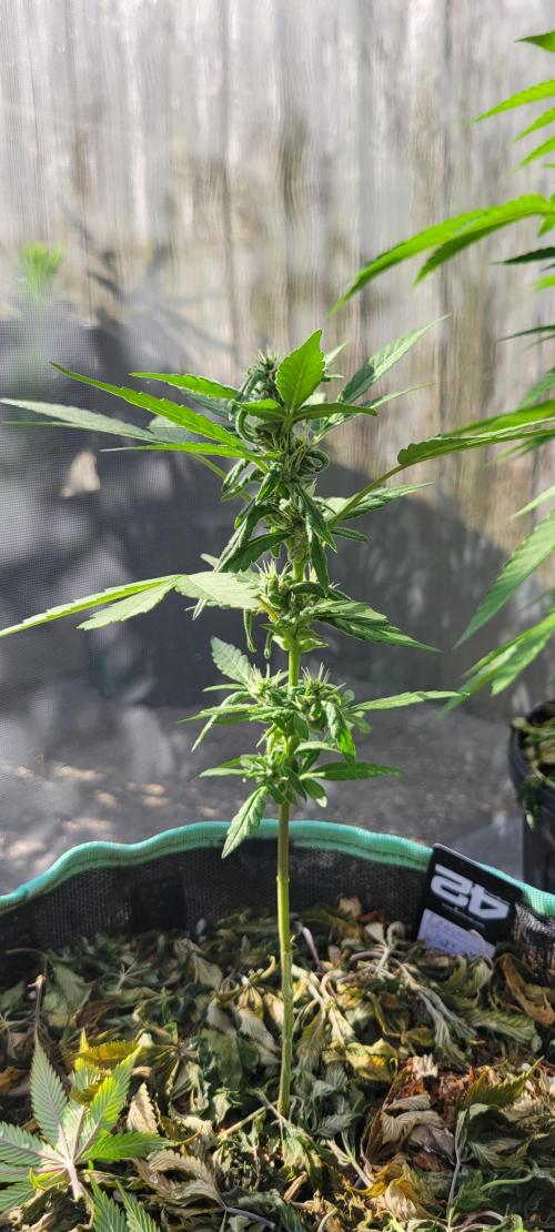 Lemon Cherry Sundae. Week 6