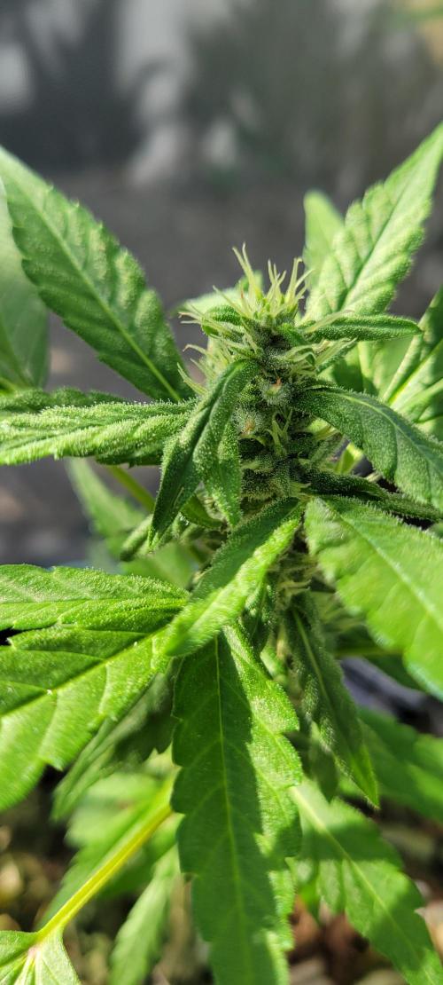 Lemon Cherry Sundae. Week 6