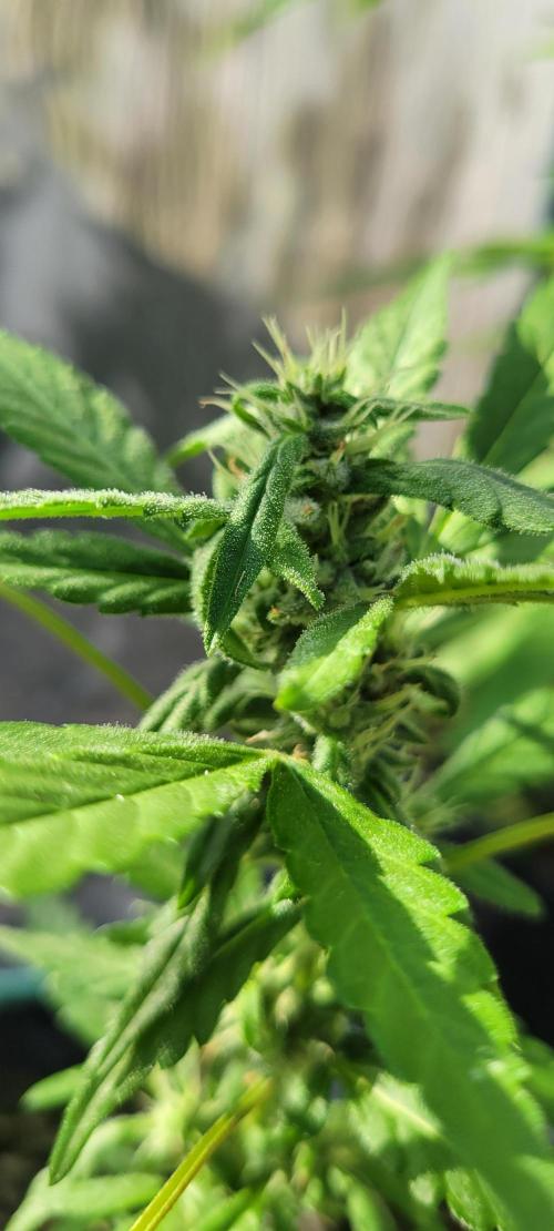 Lemon Cherry Sundae. Week 6