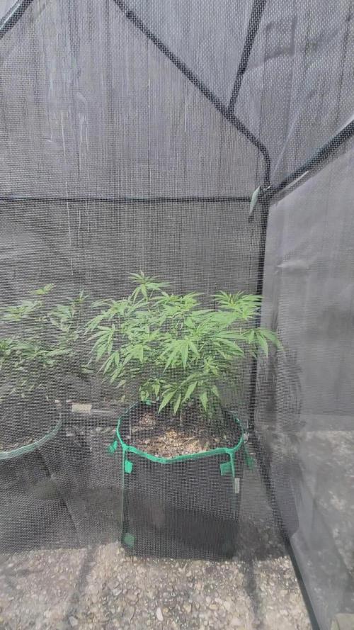 Lemon Cherry Sundae