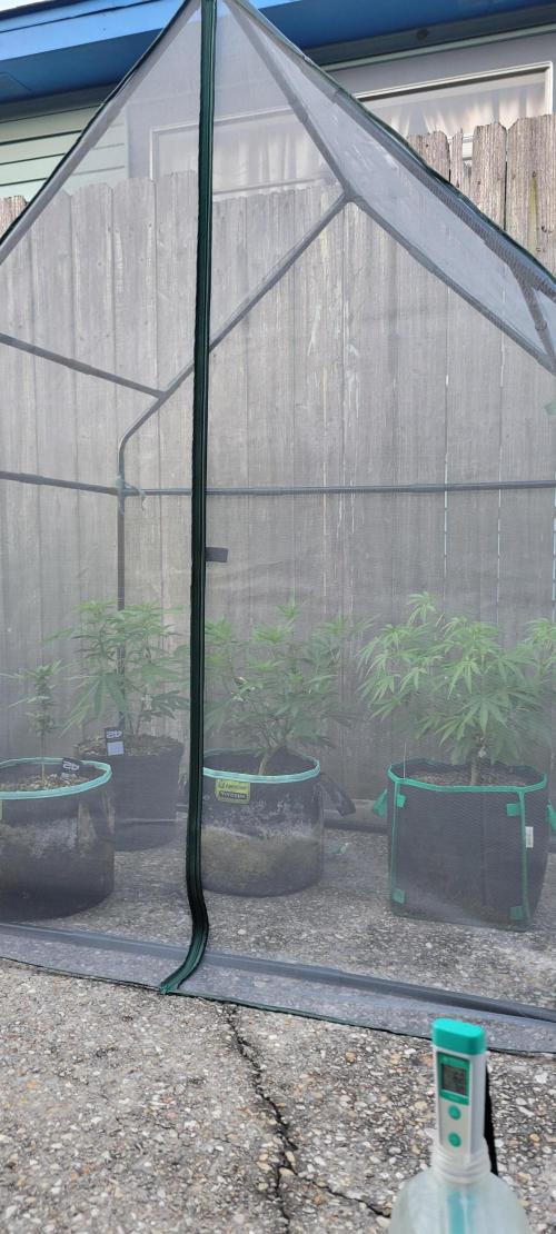 Chem Funk Clone. Week 6
