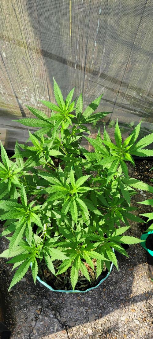 Chem Funk Clone. Week 6