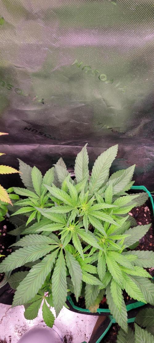 Gary Sherbet. Week 6