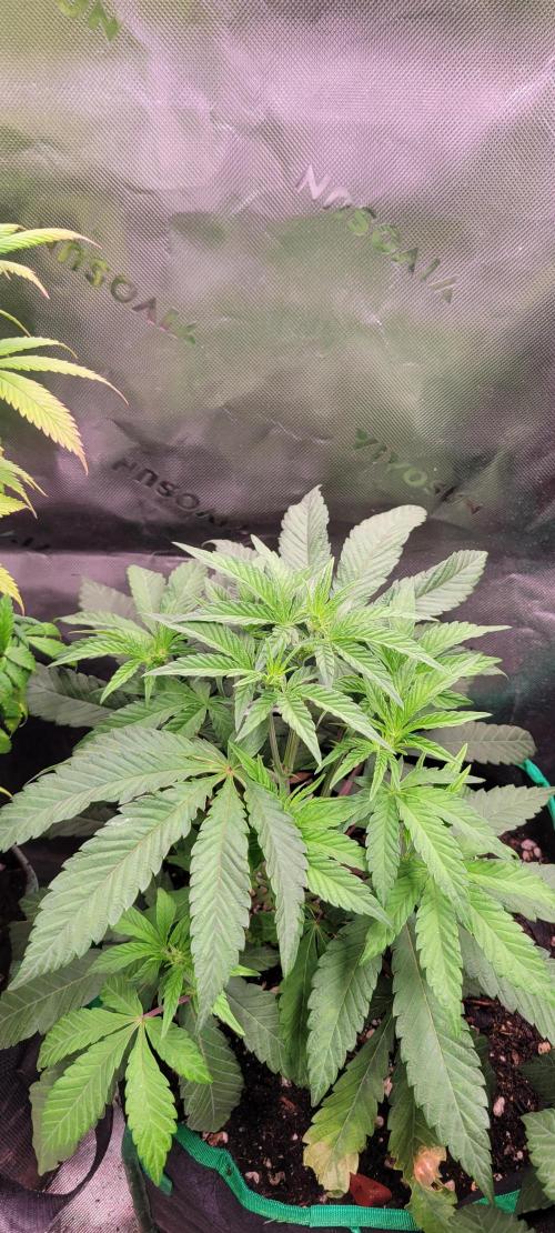 Gary Sherbet. Week 6
