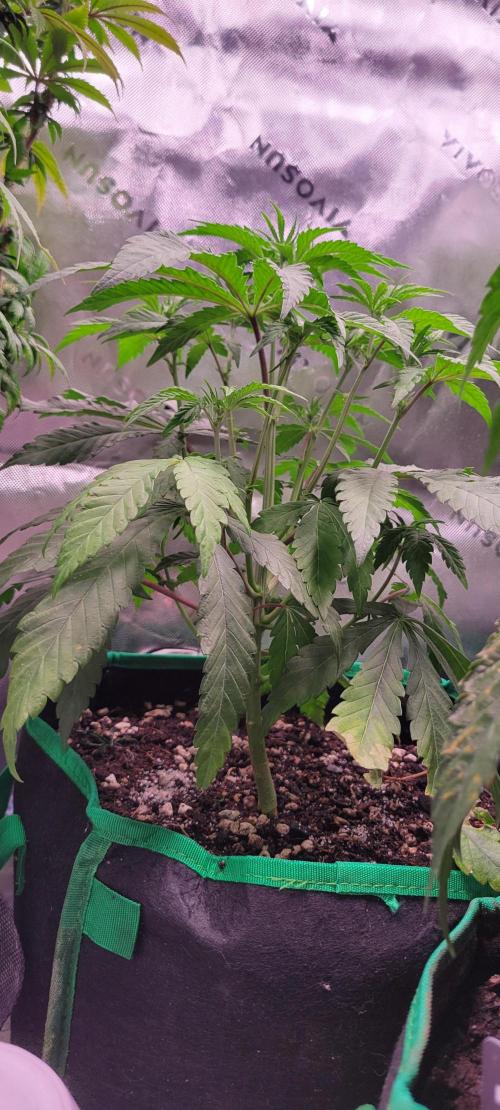 Gary Sherbet. Week 6