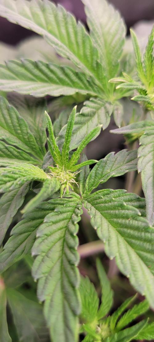 Gary Sherbet. Week 6
