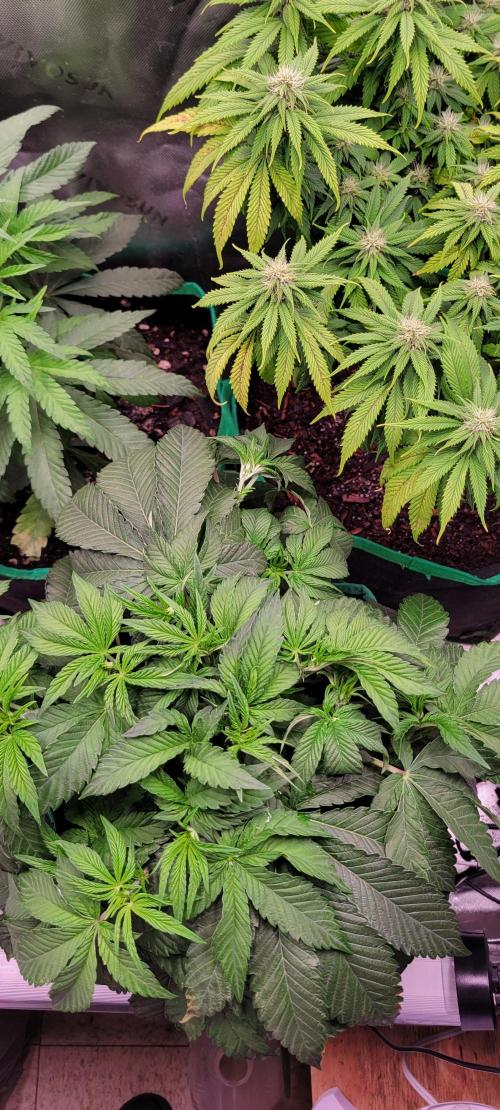 Z42 #2. Week 6
