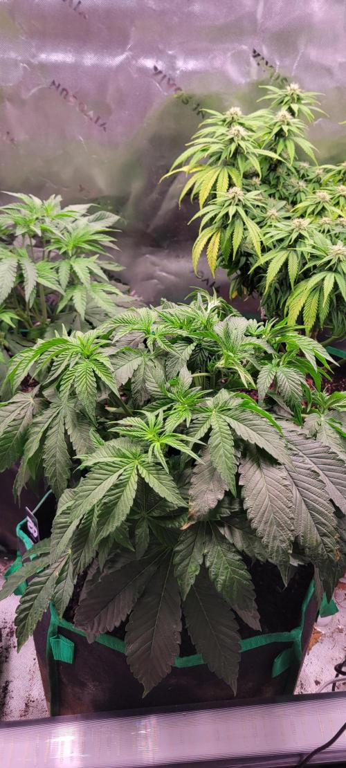 Z42 #2. Week 6