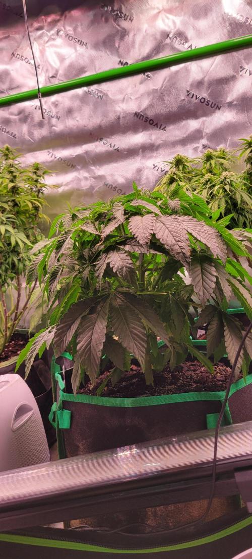 Z42 #2. Week 6