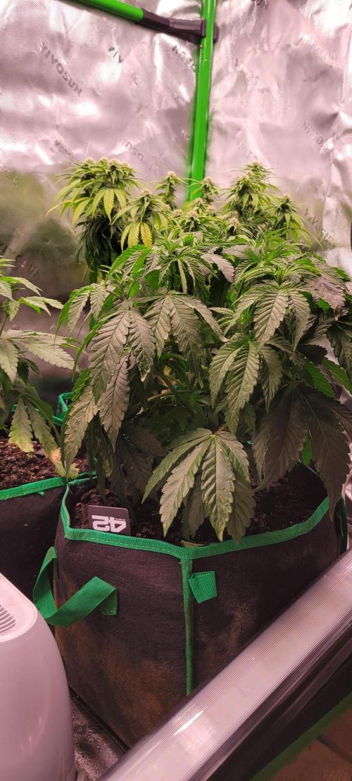 Z42 #2. Week 6 - ⁵
