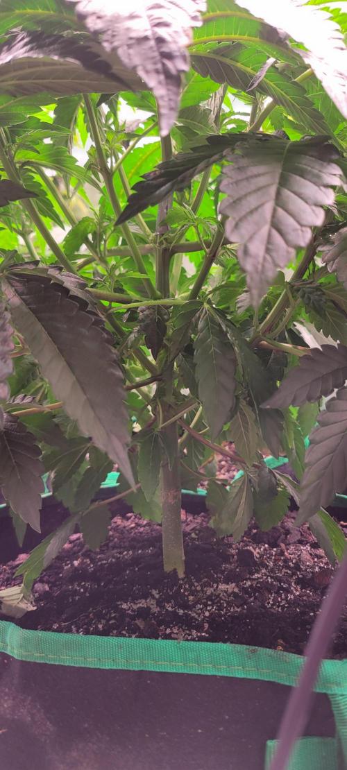 Z42 #2. Week 6