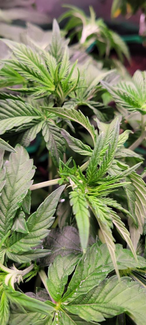 Z42 #2. Week 6