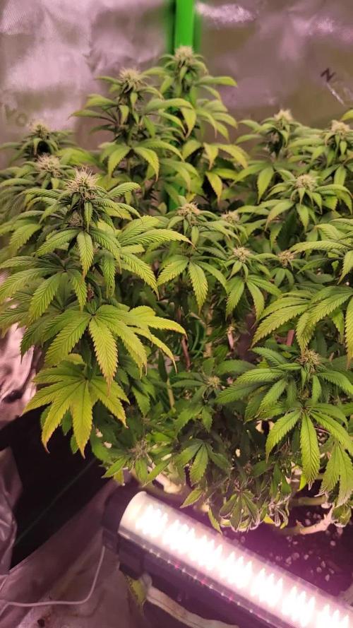 Z42 #2