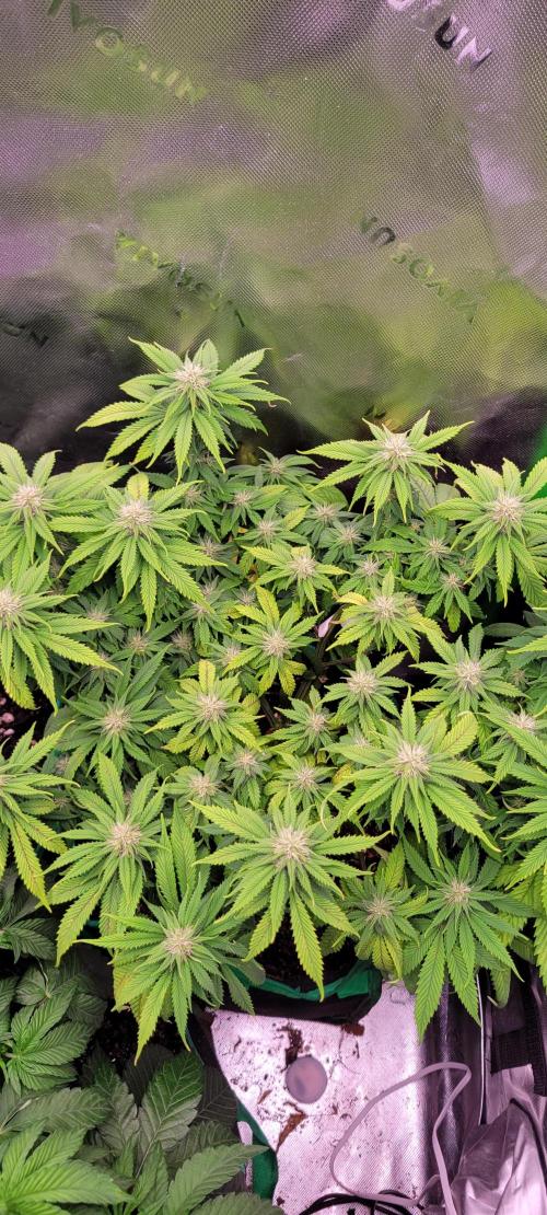 Purple Lemonade FF. Week 9