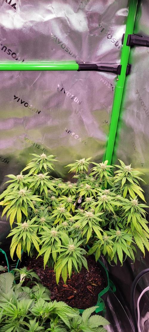 Purple Lemonade FF. Week 9