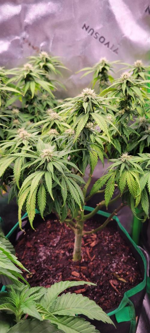 Purple Lemonade FF. Week 9