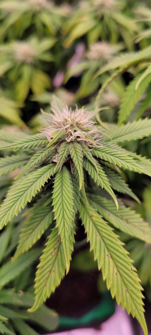 Purple Lemonade FF. Week 9
